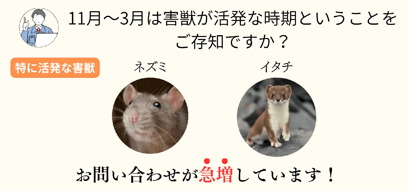 9〜11月の時期は冬眠前のコウモリを駆除するのに最適な時期 です。夏生まれの子コウモリも成長して親子で駆除しやすくなります。