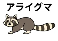 アライグマ