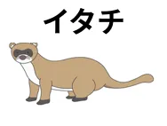 イタチ